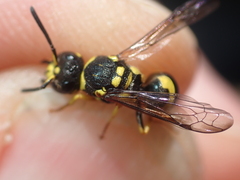 Ancistrocerus auctus