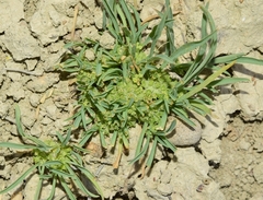 Hohenackeria polyodon