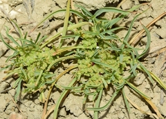 Hohenackeria polyodon