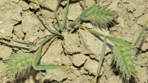 Oriental False Wheatgrass