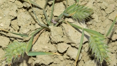 Eremopyrum orientale