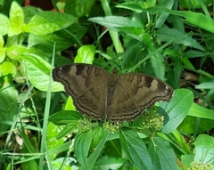 Junonia iphita
