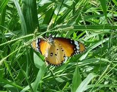Danaus chrysippus