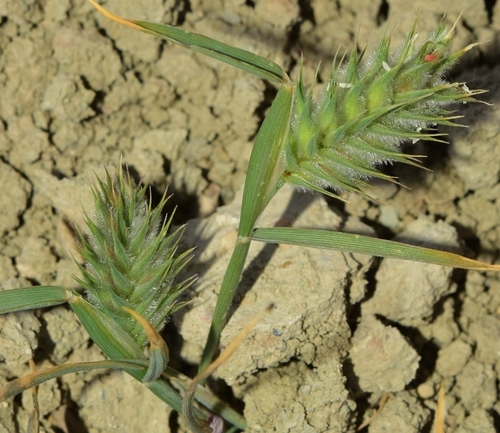 Oriental False Wheatgrass