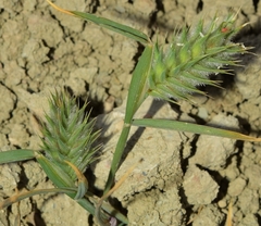 Eremopyrum orientale
