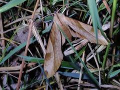 Clanis bilineata