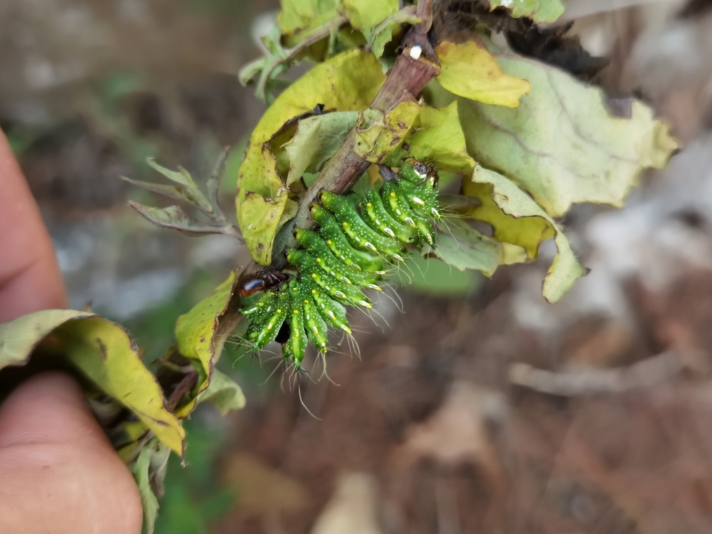Chinese Moon Moth from 贵州省黔东南苗族侗族自治州黎平县五里江景区 on August 18, 2021 at 01: ...
