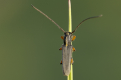 Phytoecia icterica