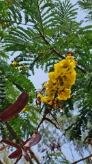 Peltophorum pterocarpum