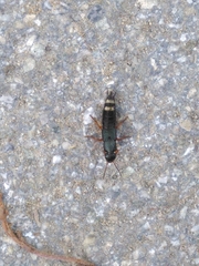 Platydracus fulvipes