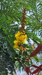 Peltophorum pterocarpum