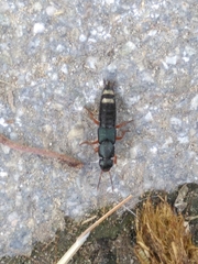 Platydracus fulvipes