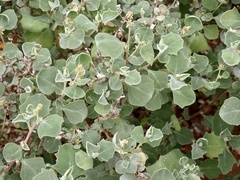 Atriplex leptocarpa