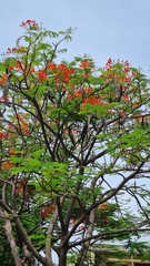 Delonix regia