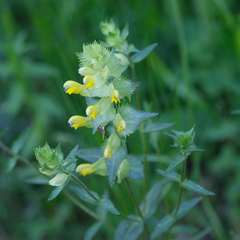 Rhinanthus pumilus