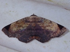 Psimada hybrida