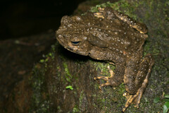 Phrynoidis juxtasper