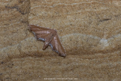 Hypolamprus angulalis