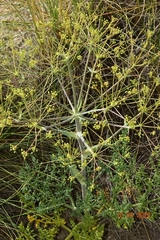 Ferula loscosii