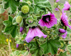 Malva arborea