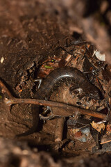 Tropidophorus beccarii