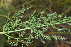 Ferula loscosii
