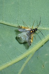Cyllecoris histrionius
