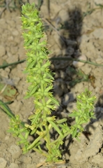 Sideritis montana