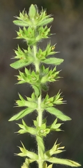 Sideritis montana