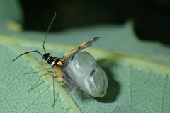 Cyllecoris histrionius
