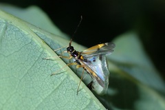 Cyllecoris histrionius