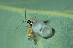 Cyllecoris histrionius