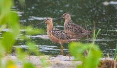 Limnodromus griseus hendersoni