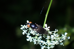 Chrysogaster solstitialis