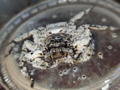 Barylestis saaristoi