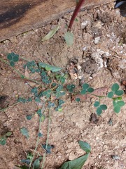 Medicago