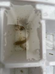 Gobiomorphus breviceps