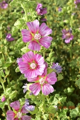 Malva lusitanica