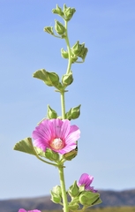 Malva lusitanica