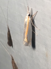 Crambus girardellus