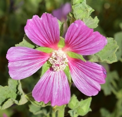 Malva lusitanica
