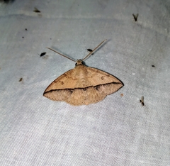 Ugia sundana