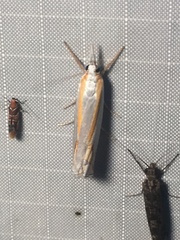 Crambus girardellus