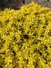 Sedum acre