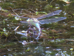 Anax imperator