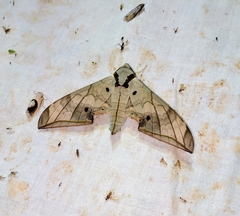 Ambulyx substrigilis