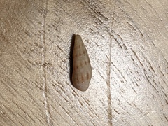 Austrodrillia angasi