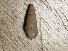 Austrodrillia angasi