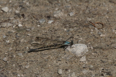 Argia tibialis