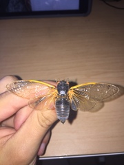 Magicicada septendecim
